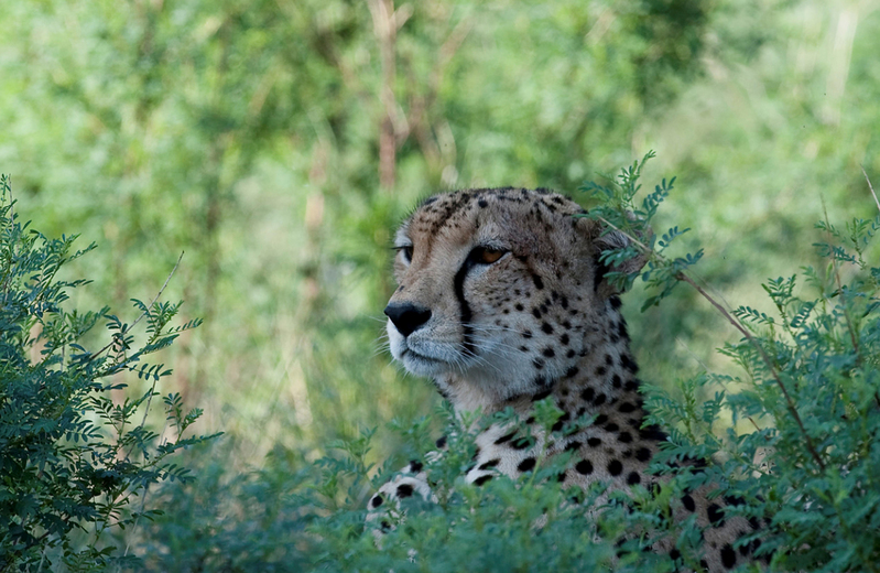 Portret van een cheetah in verdekte opstelling, Samburu NP., Kenia