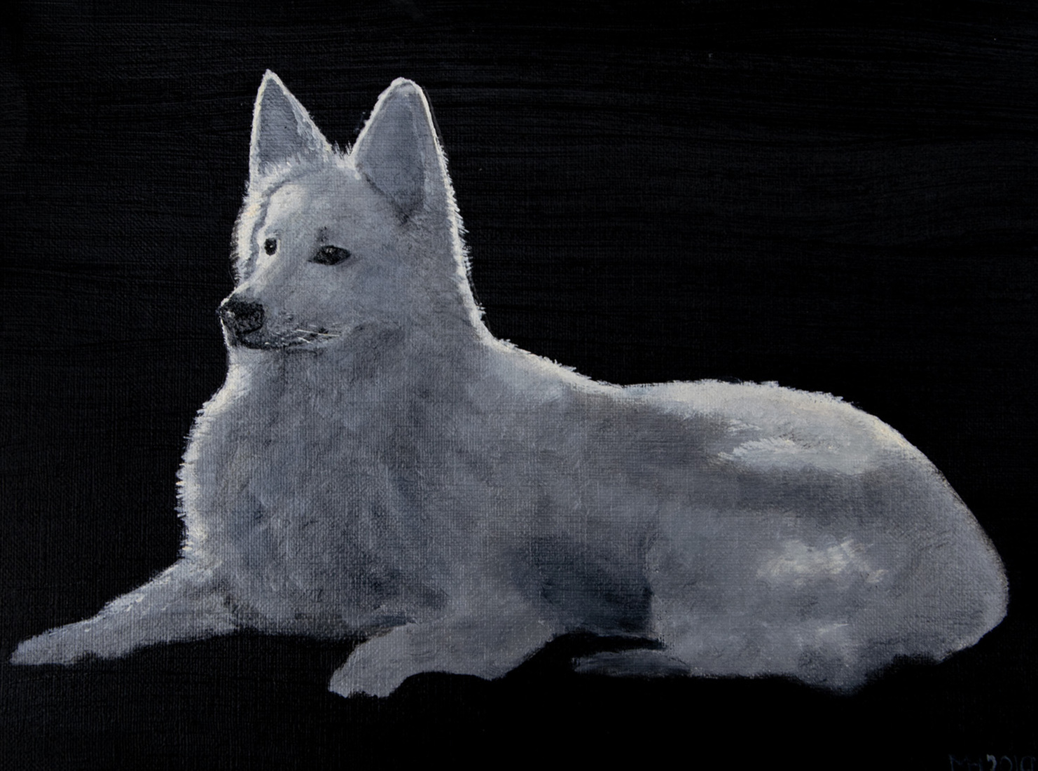 Zwitserse Witte Herder