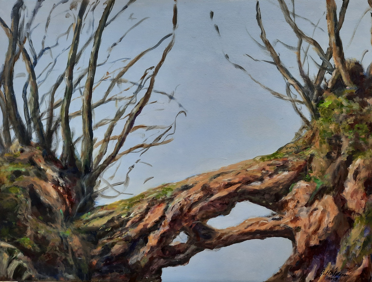 Detail knotwilg