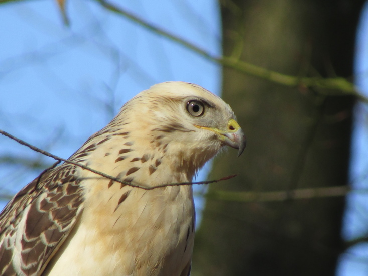 Buizerd