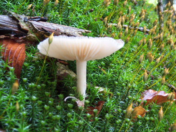 Blanke champignonparasol