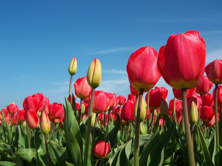 Tulpen