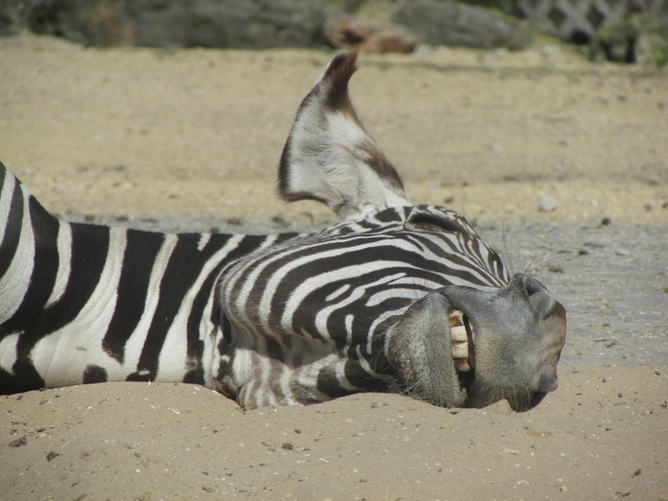 Slapende zebra