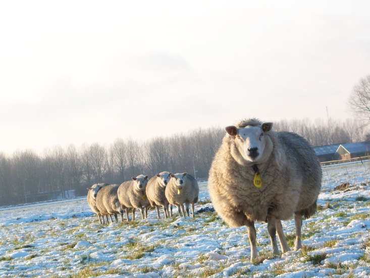 Schapen in de sneeuw