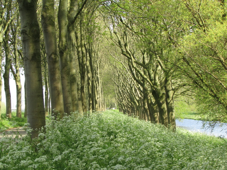 Bomen langs het Amsterdam Rijn kanaal