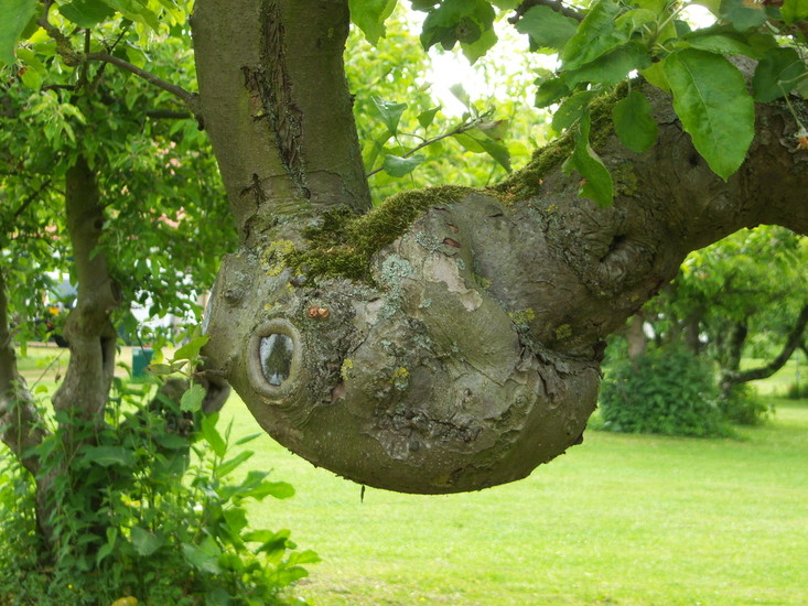 Perenboom (50 jaar oud)