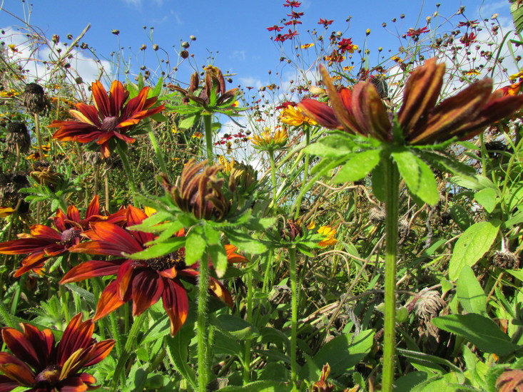 Zonnehoed (Rudbeckia)