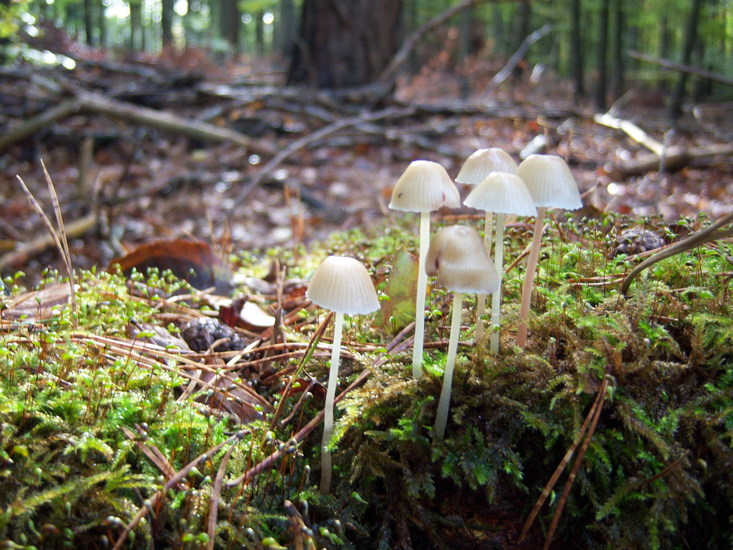 Melksteelmycena