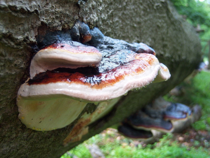 Roodgerande houtzwam