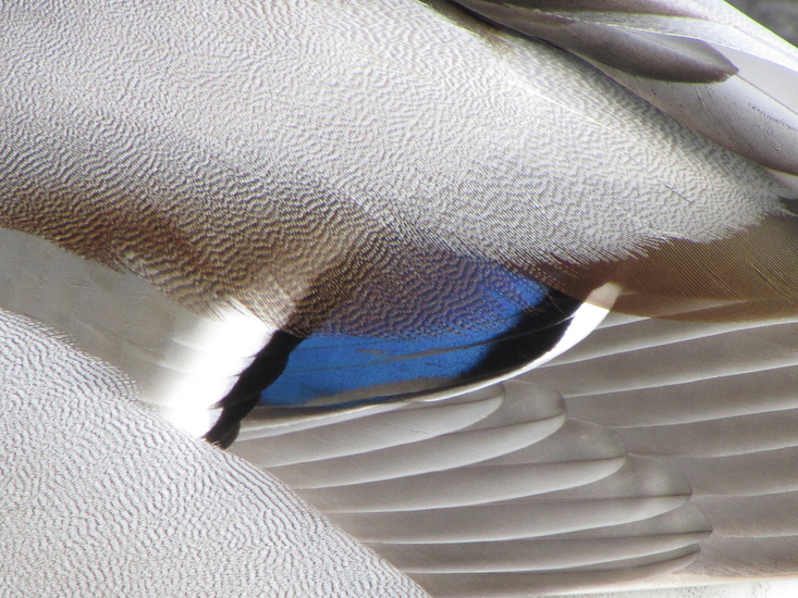 Het verenkleed van een wilde eend