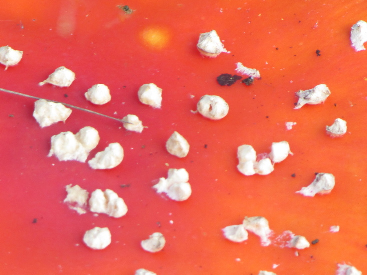 De hoed van een vliegenzwam