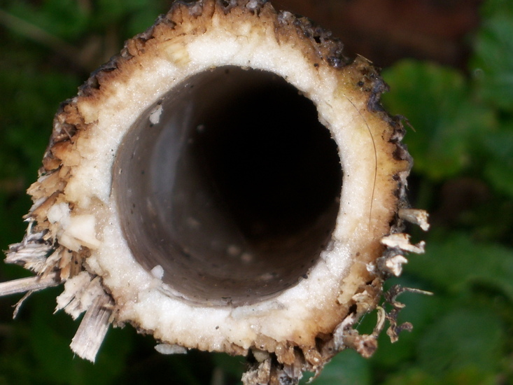 De steel van bereklauw