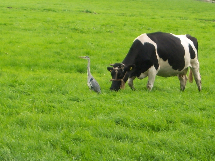 Koe met blauwe reiger
