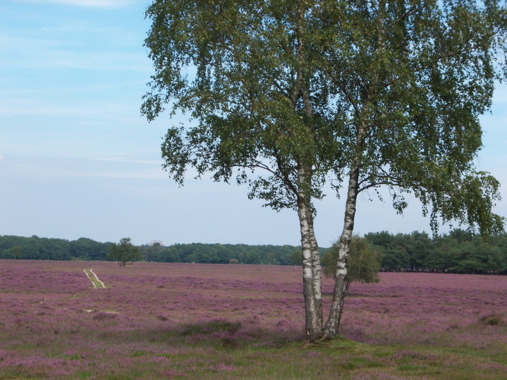 Bloeiend heideveld in het Gooi