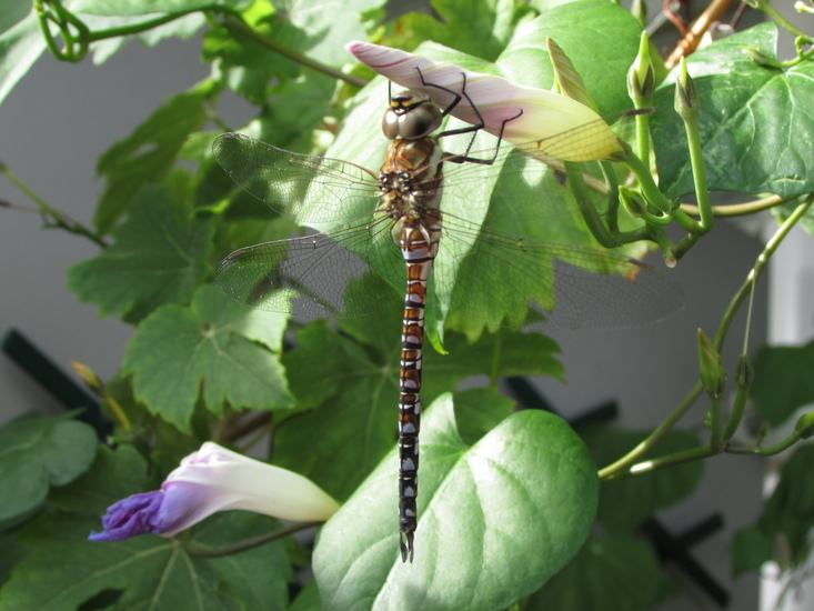 Libelle (paardenbijter)