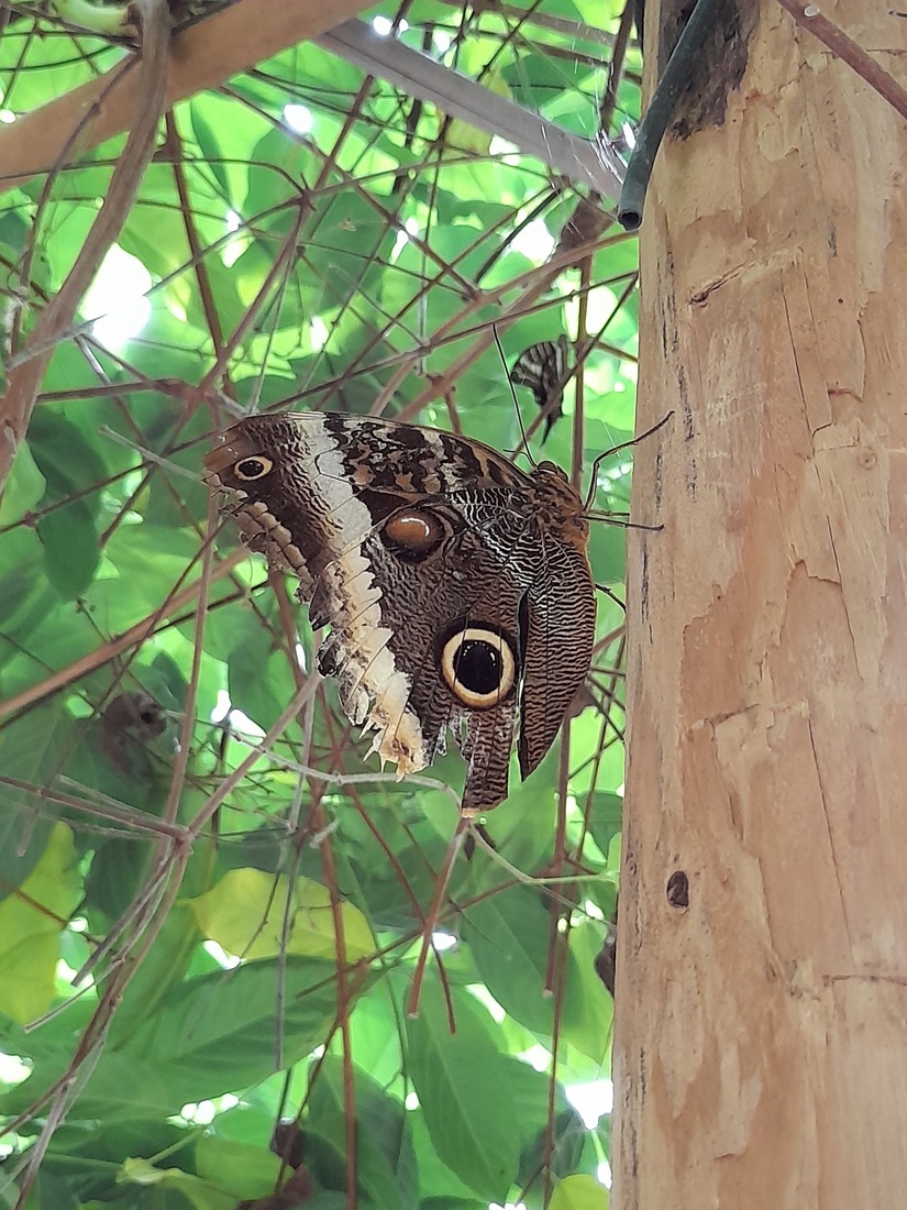 Vlinder (naam onbekend)