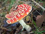 Foto's van paddenstoelen.
