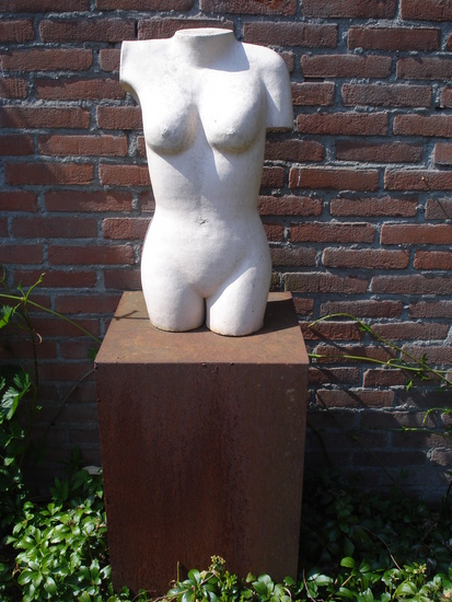 torso
