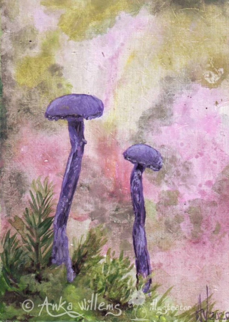 Paarse paddenstoelen