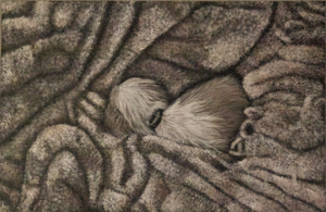 Schilderijen en illustraties van dieren in kleur. Gebruikte materialen: acrylverf, pastel, inkt, aquarel en potlood.