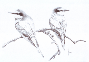 Dieren getekend met verschillende materialen, zoals potlood, houtskool, inkt en ecoline.