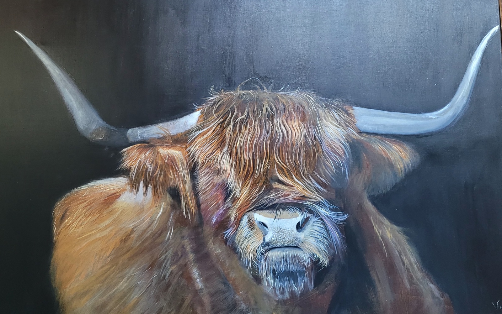 Schotse hooglander koe