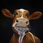 Portretten van koeien