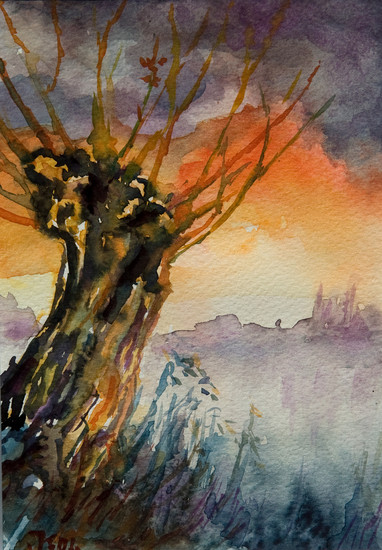 Knotwilg aan een plas