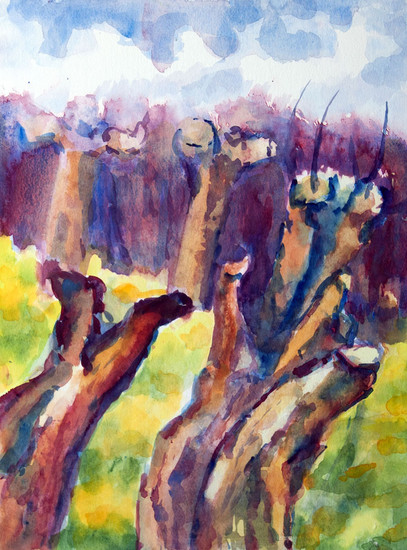 Knotwilgen in Wilp I