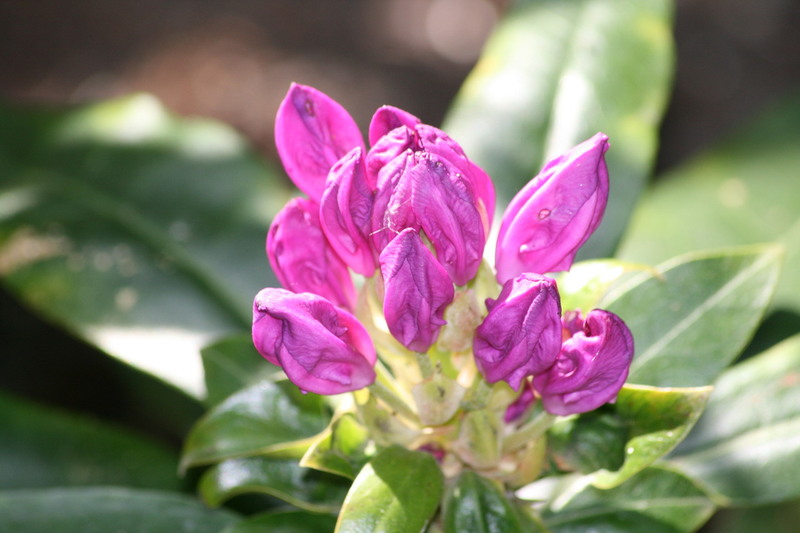 Rhodondendron in knop