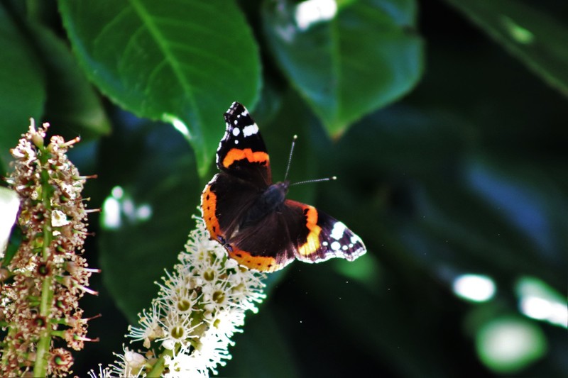 Vanessa Atalanta