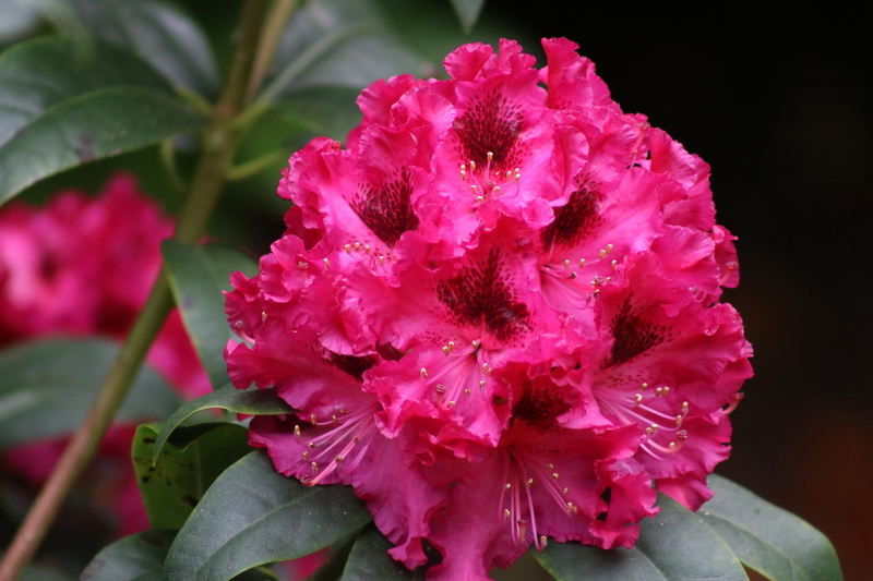 Rhodondendron