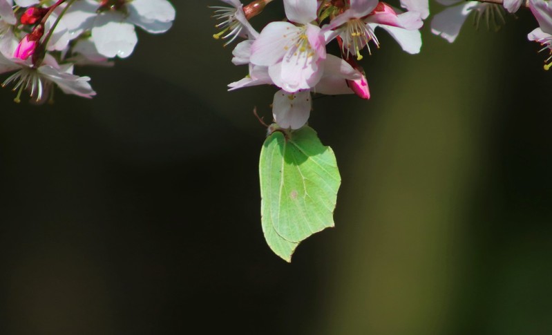 citroenvlinder