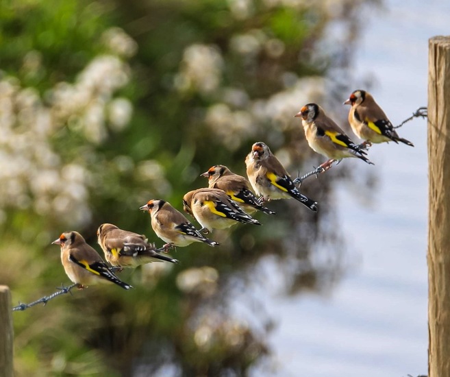 Distelvink ( puttertjes)