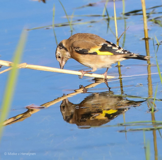 Spiegelbeeld