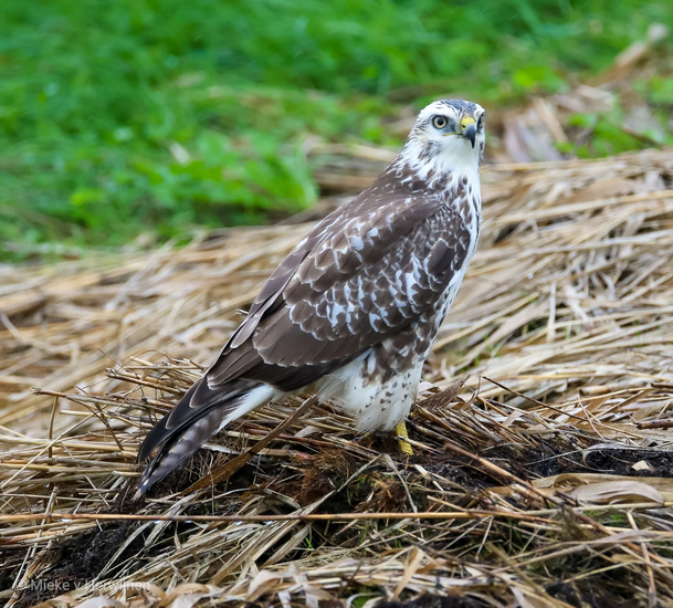 Blonde buizerd