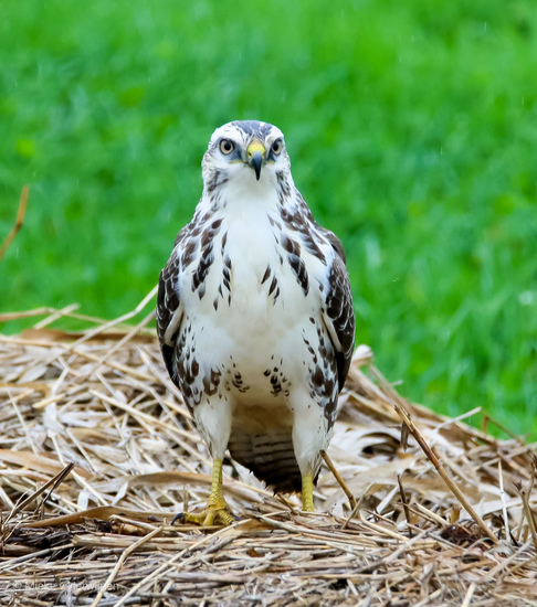 Blonde buizerd