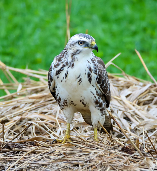 Blonde buizerd