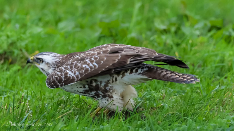 Blonde buizerd