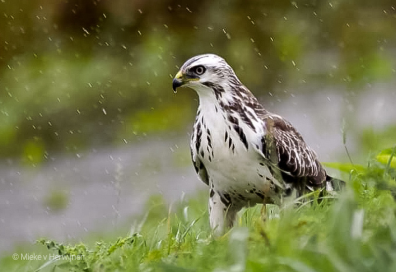 Blonde buizerd