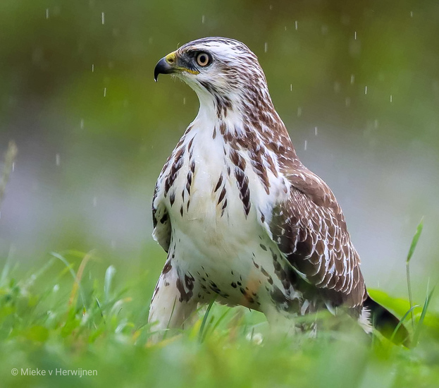 Blonde buizerd