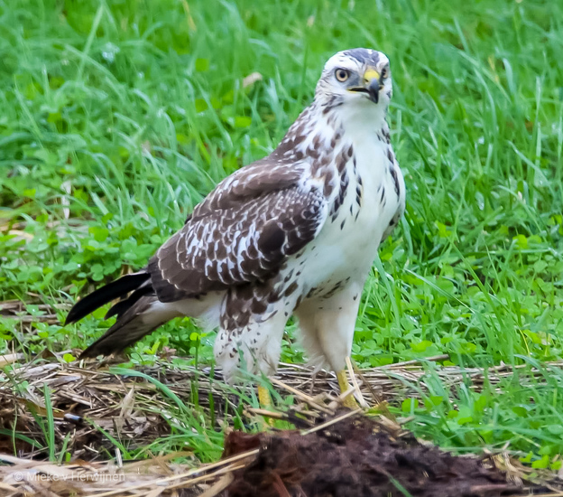 Blonde buizerd