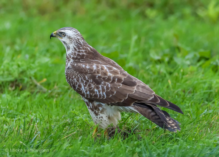 Blonde buizerd