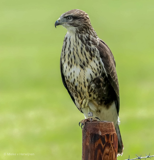 Buizerd