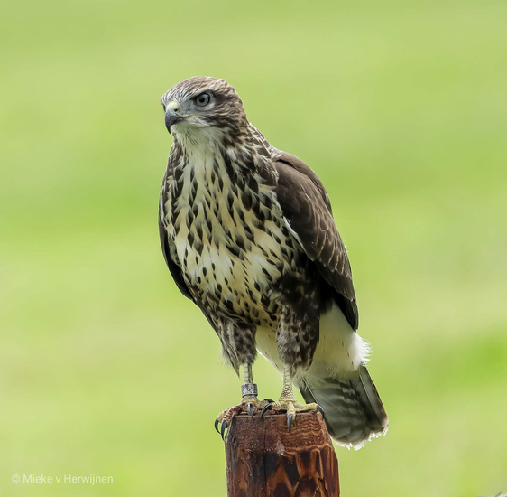 Buizerd