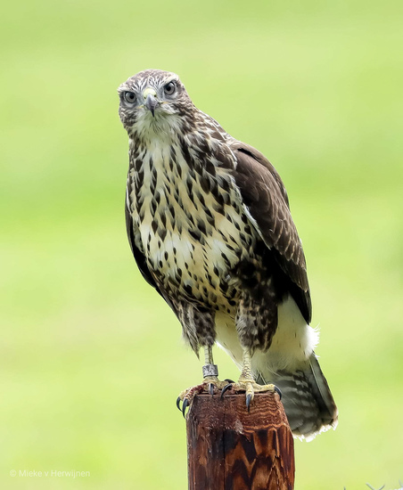 Buizerd