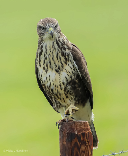 Buizerd