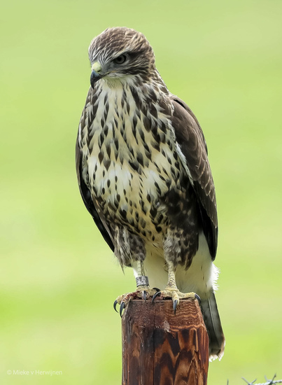 Buizerd