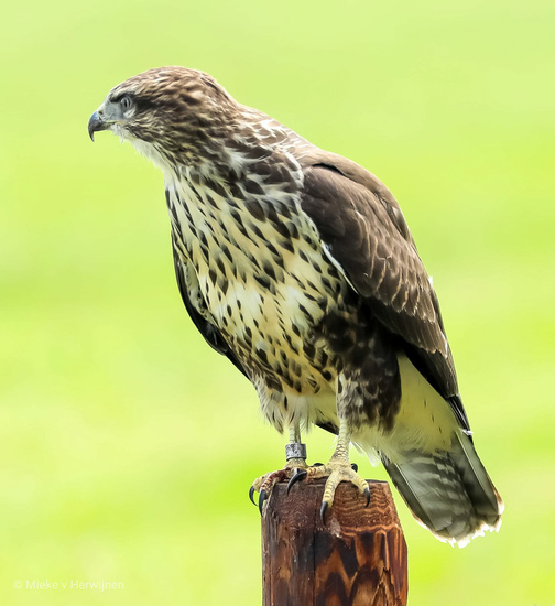 Buizerd