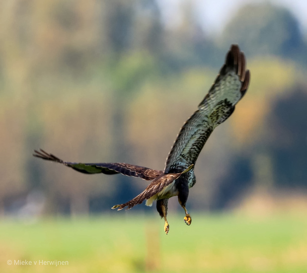 Buizerd